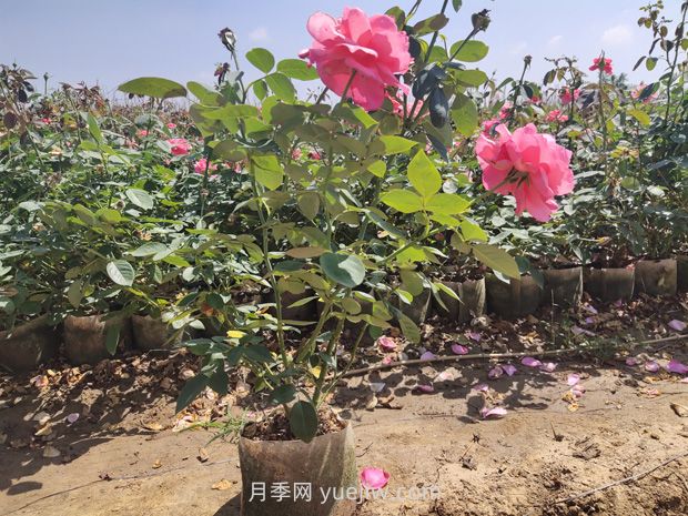 大花月季大袋苗培育怎么做？一起來看看(圖2)