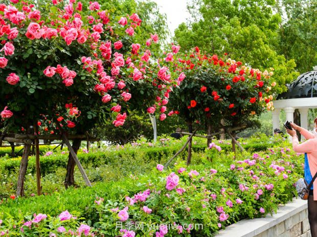 堅(jiān)韌不屈的月季，幾十個(gè)城市的市花(圖3)