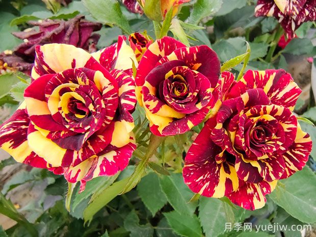 養(yǎng)花新手必知，30個植物的養(yǎng)護辦法分享(圖1)
