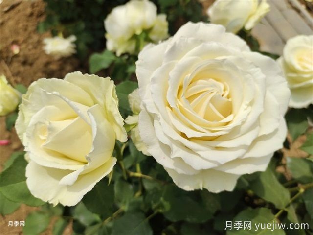 北京什么月季品種又美又優(yōu)秀？帶你來看(圖4)