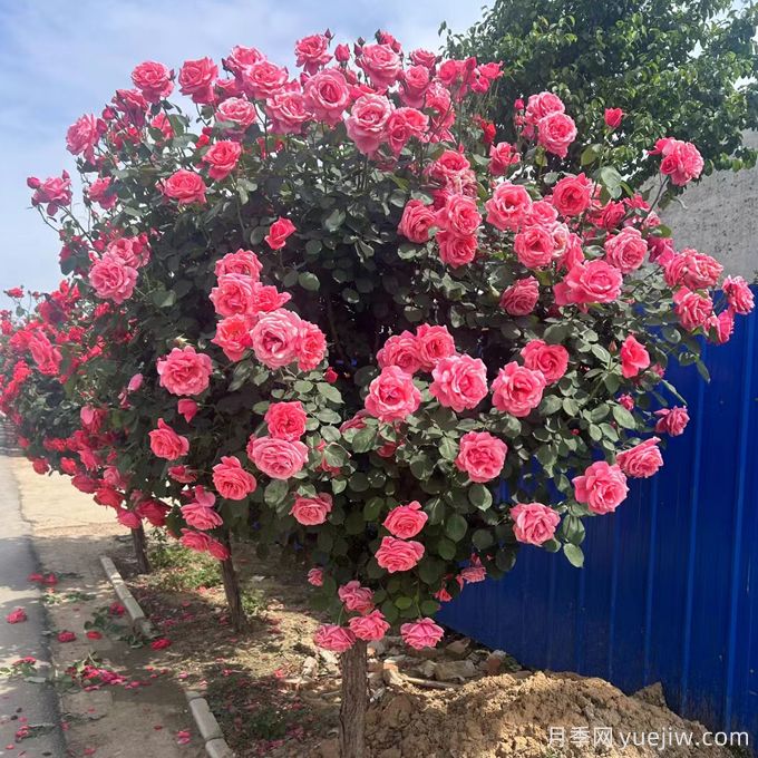 樹木栽植時，土球上的包扎物需要解除嗎？(圖1)