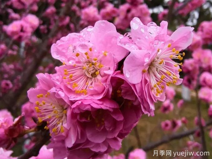 冬季里***耐寒的15種花卉，***耐寒的花推薦(圖1)