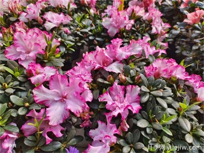 冬季里***耐寒的15種花卉，***耐寒的花推薦(圖3)