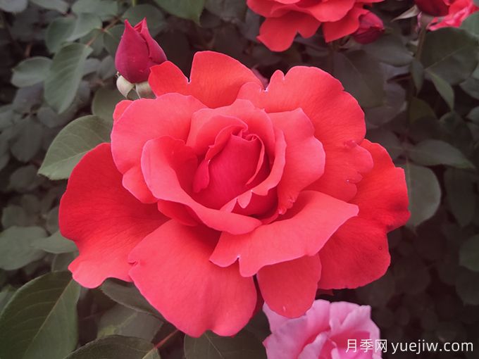 花朵大，長勢(shì)強(qiáng)，還得是緋扇月季(圖1)