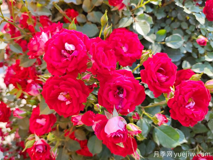 夏季月季花越開(kāi)越小怎么辦？(圖1)