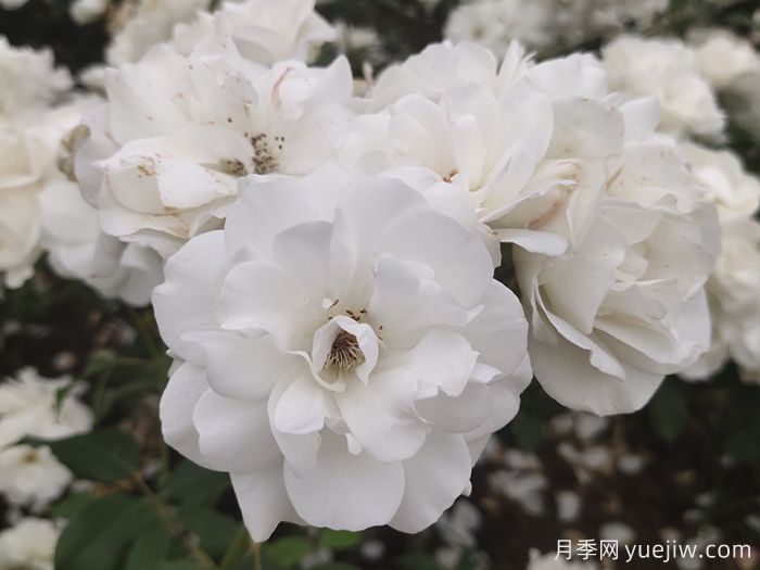 7種顏色的月季花，搞怪花語分別是什么？(圖2)