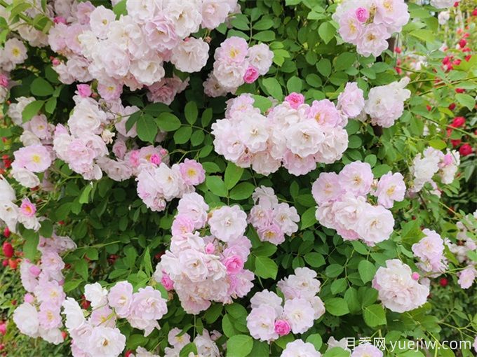 秋季薔薇花該如何養(yǎng)護(hù)？(圖1)