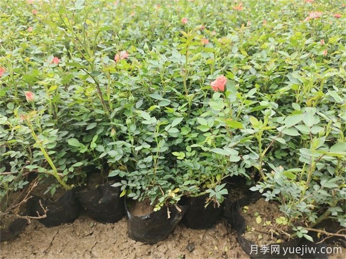 園林花木如何做好重施秋肥？(圖1)