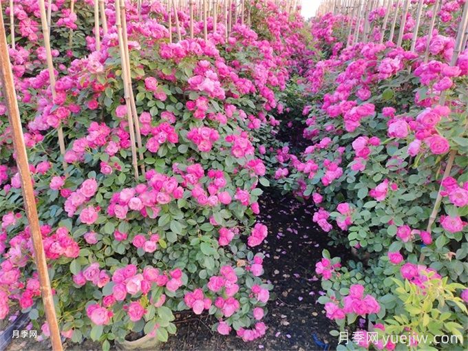 夏季藤本月季花后能牽引嗎？要不要修剪打頂？(圖1)