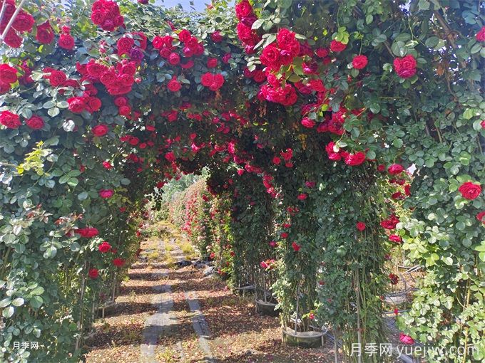 夏季藤本月季花后能牽引嗎？要不要修剪打頂？(圖2)