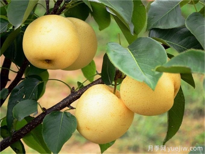 10種適合庭院種植的果樹，實(shí)現(xiàn)水果自由(圖1)