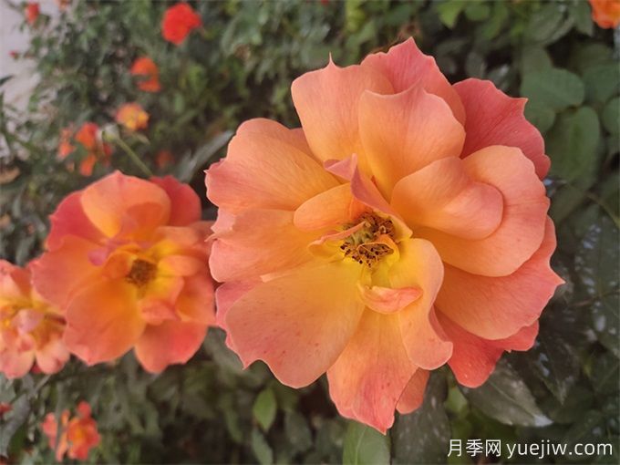 杭州高架月季品種那么多，手把手教你如何驗(yàn)正品(圖2)