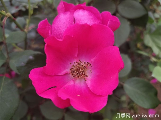 杭州高架月季品種那么多，手把手教你如何驗(yàn)正品(圖11)
