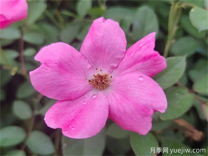 杭州高架月季品種那么多，手把手教你如何驗(yàn)正品(圖5)