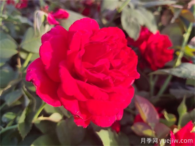杭州高架月季品種那么多，手把手教你如何驗(yàn)正品(圖6)