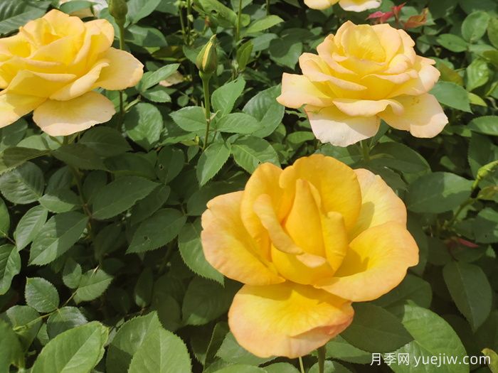 月季花骨朵垂下來什么原因？(圖1)