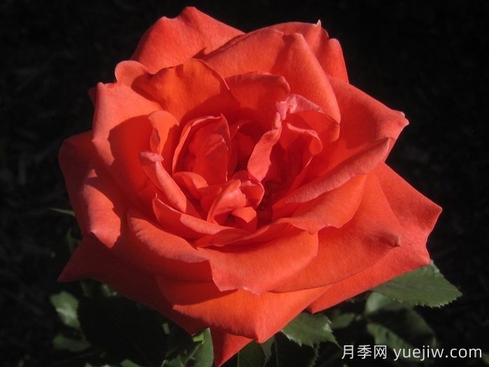 ?激情似火月季(圖1)