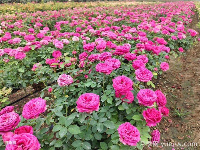 月季花開，南陽月季在園林綠化的場景展示(圖4)