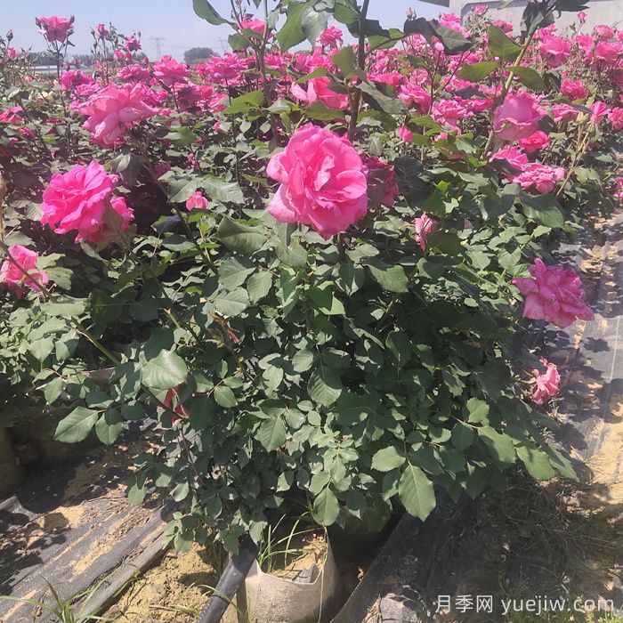 月季栽植的具體步驟有哪些？(圖1)