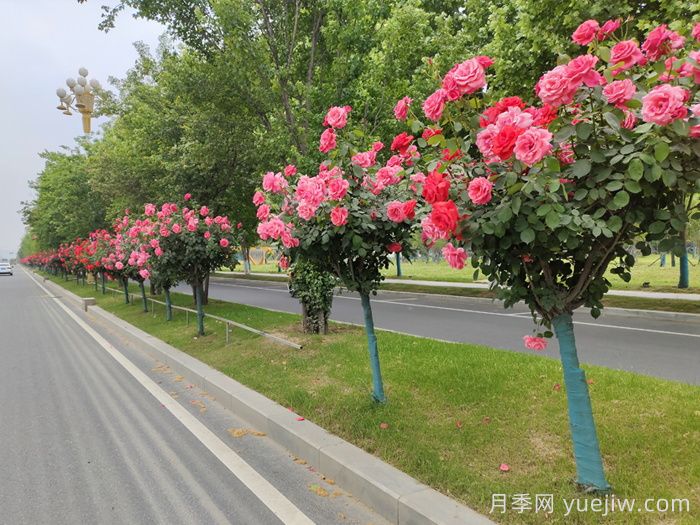 月季樹移栽別太深，該如何補救？(圖1)