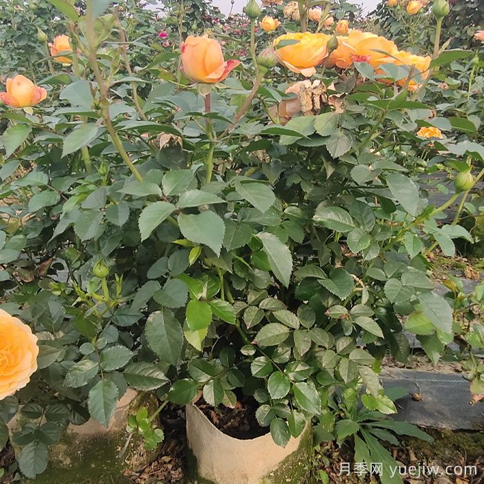 月季強筍爆長會影響開花嗎？(圖1)