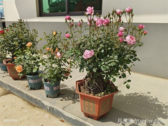 盆栽月季老是死？陽(yáng)臺(tái)如何養(yǎng)好盆栽月季？(圖1)