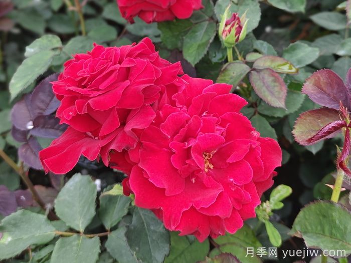 月季、玫瑰與薔薇，究竟誰(shuí)是源頭？(圖2)