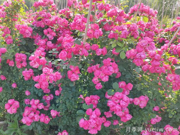 爬藤月季可以作為護坡植物嗎？(圖1)