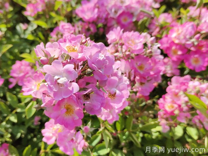 10分鐘學(xué)會(huì)月季養(yǎng)法，高手經(jīng)驗(yàn)總結(jié)(圖2)