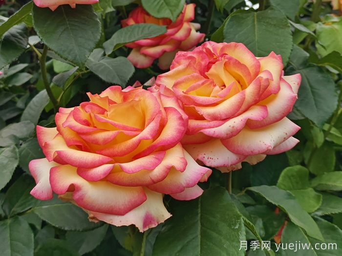 10分鐘學(xué)會(huì)月季養(yǎng)法，高手經(jīng)驗(yàn)總結(jié)(圖1)
