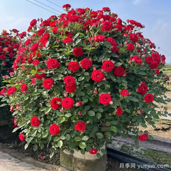 藤本月季造型花球冠幅1米價(jià)格(圖1)