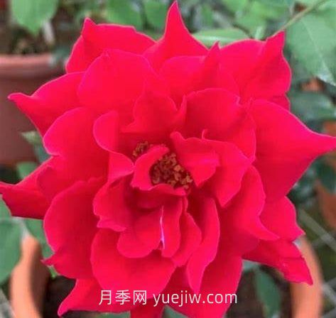 阿爾辛娜月季介紹和優(yōu)缺點(diǎn)(圖1)