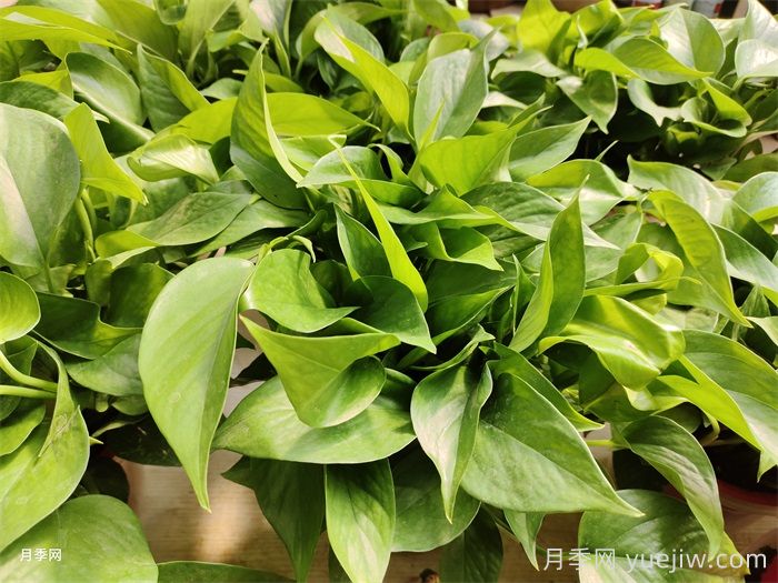 十二種易養(yǎng)的花木(圖1)