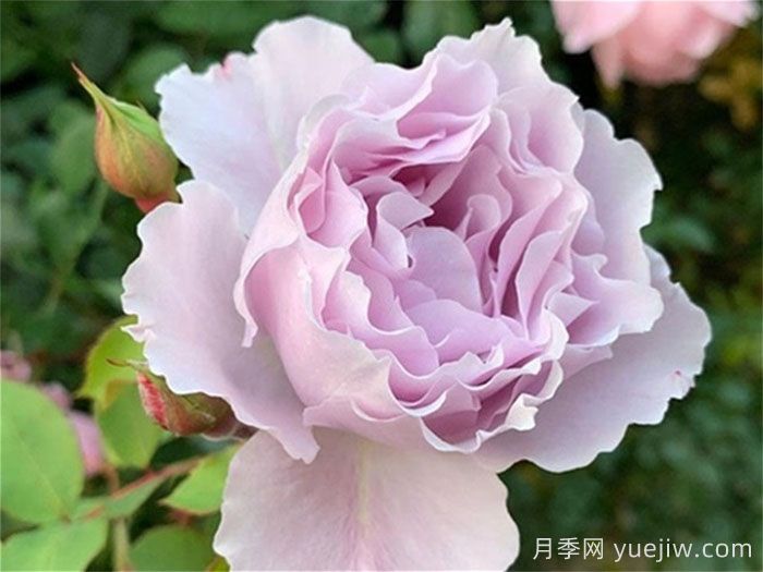 藍紫色月季發(fā)展簡史，有哪些值得收藏的品種？(圖1)