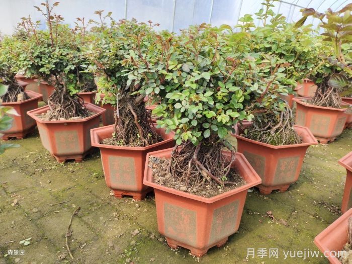 靠電商直播能拯救月季苗圃嗎？(圖1)