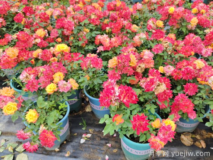 月季花肥如何選擇？花多多2號和磷酸二氫鉀的區(qū)別(圖3)